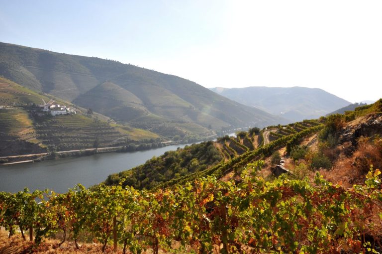 Vinhos heroicos: os rótulos raros que nascem de encostas vertiginosas e solos desafiadores